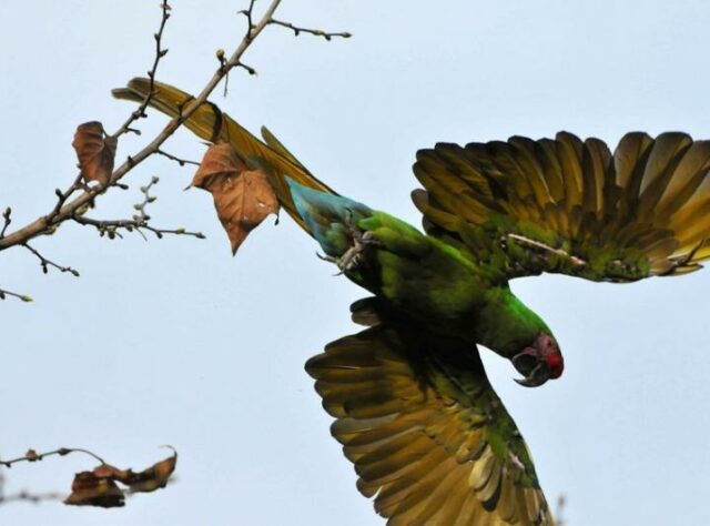 A Military Macaw in flight.