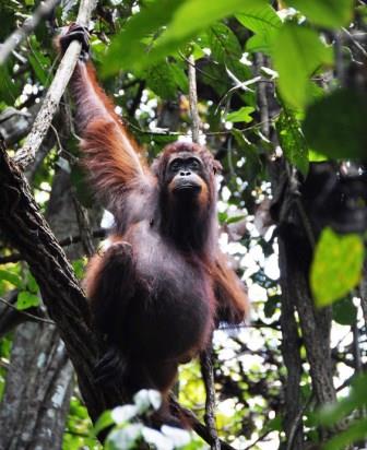 Female Orang-utan.
