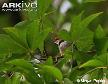 Turner's Eremomela (a bird with a red cap) in branches.