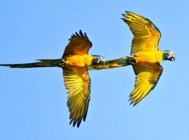 Two Blue-throated Macaws.