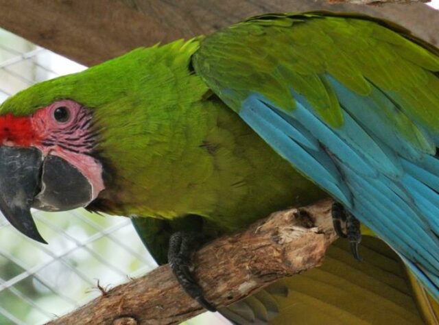 Great Green Macaw.