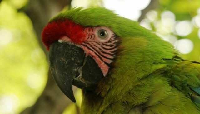 Great Green Macaw in Cerro-Blanco Reserve, Ecuador