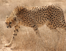 Cheetah prowling through dried grass.