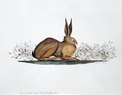 Watercolour of a sleeping hare.