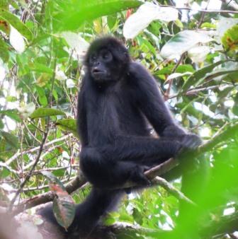 Black-headed Spider Monkey in a tree.