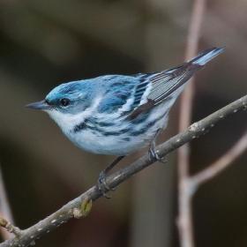 Cerulean Warbler (Dendroica cerulea).