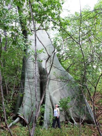 Lisa Britton stands underneath an enormous Ceiba tree in Ecuador.