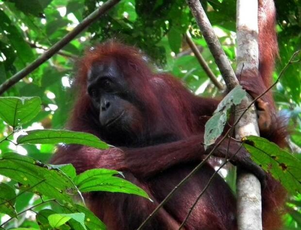 Orang-utan in trees.