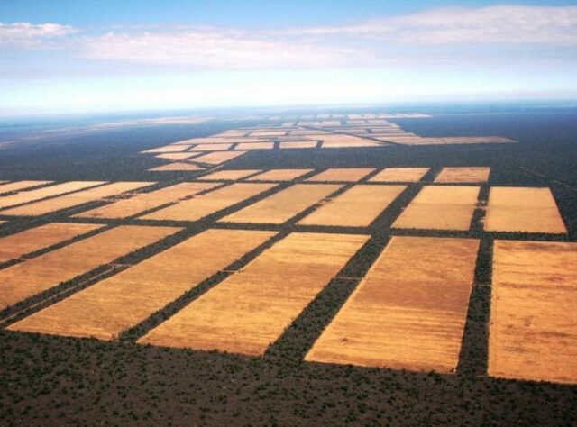 Aerial view of rectangular areas of cleared forest in Paraguay.
