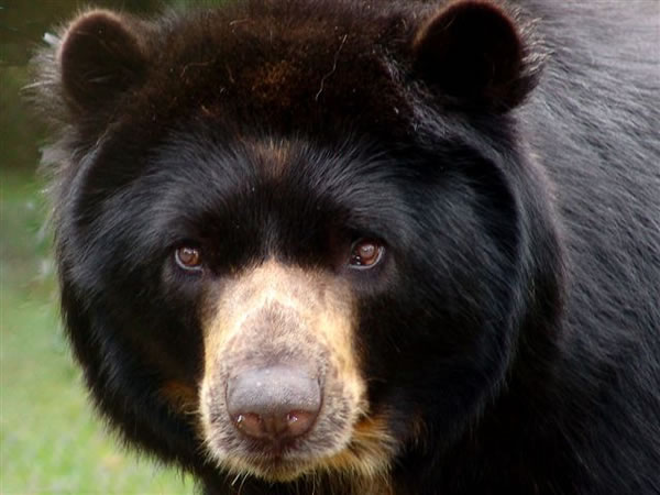 Spectacled Bear in Colombia - World Land Trust