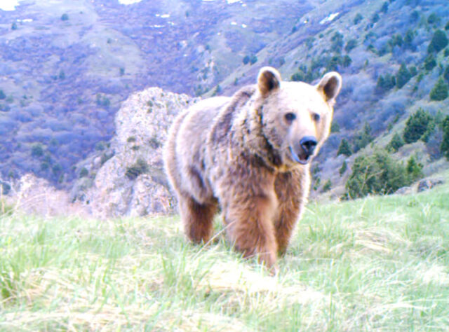 Syrian Brown Bear © FPWC