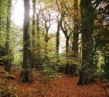 Autumn beech trees at Kites Hill.