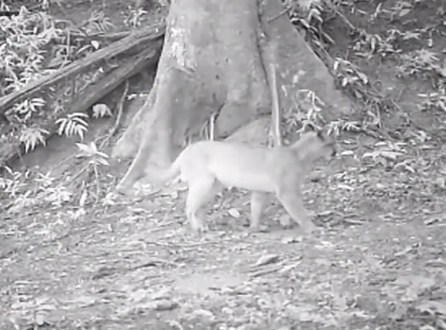 Camera trap footage of Puma in the Guapi Assu reserve
