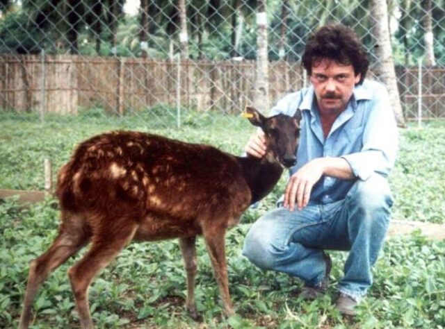 William Oliver with a tame female Visayan Spotted Deer.
