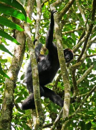 Brown-headed Spider Monkey.