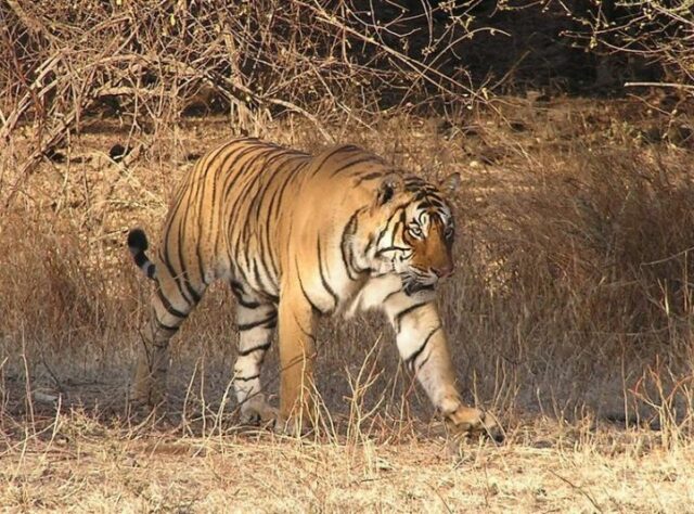 Bengal Tiger in India