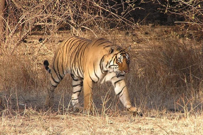 HCL and The Habitats Trust present – The Royal Bengal Tigers of