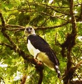 Harpy Eagle looking out from a forest tree.