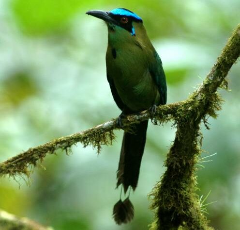 Highland Motmot in Ecuador.