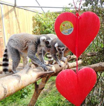 Ringtailed