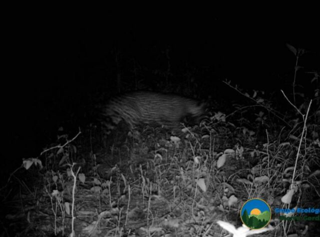 Trail camera image of a Jaguar at night in Sierra Gorda.