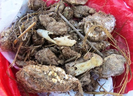 Caucasian Leopard scat.