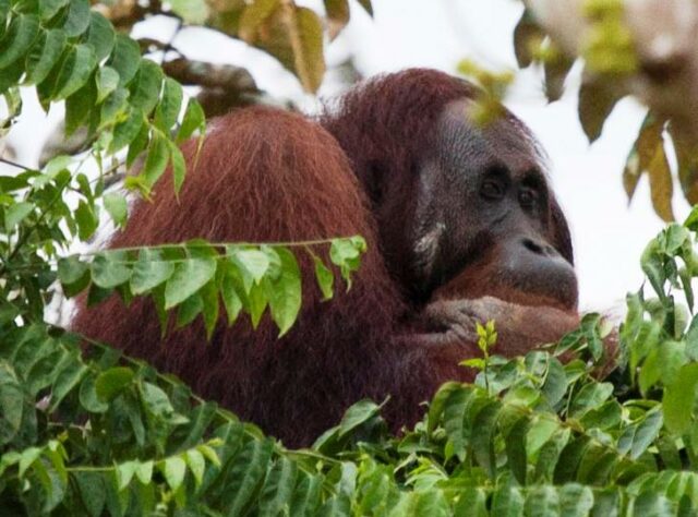 Orang-utan in trees, Sabah.