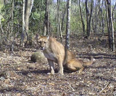 Trail camera image of a Puma in day time.