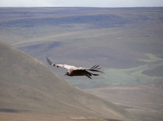 A juvenile Andean Condor in flight, wearing a satellite transmitter.