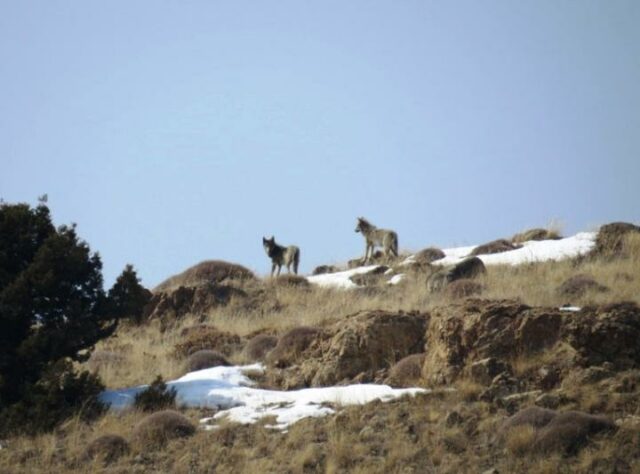 Grey Wolves in Caucasus Mountains, Armenia. © FPWC.