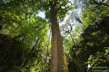 Forest in Sierra Gorda.