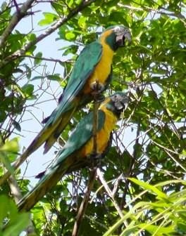 Blue-throated Macaw.