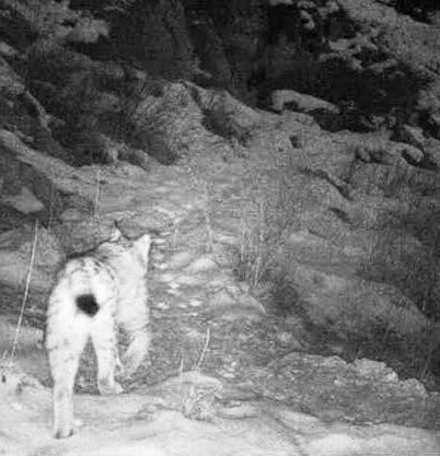 Caucasian Lynx on a mountain trail.