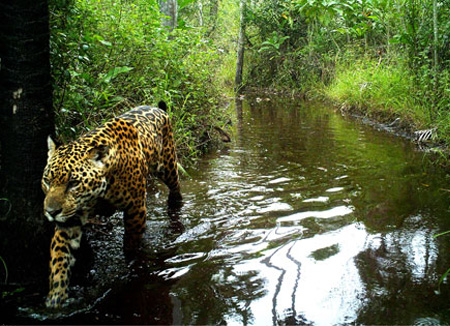 Trail camera image of a Jaguar in the Chaco-Pantanal.