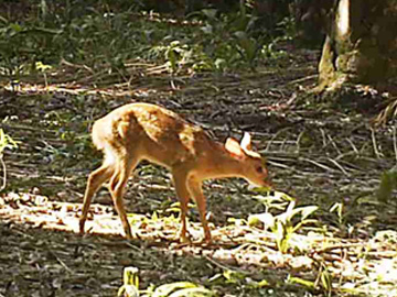 Gray Brocket Deer fawn