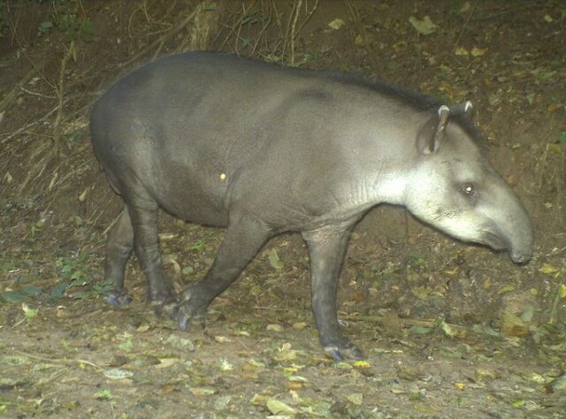 Trail camera image of a Tapir in El Pantanoso.