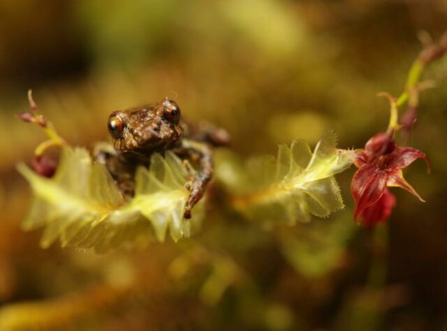 A frog (Pristimantis puruscafeum) climbing on an orchid (Teagueia puroana).