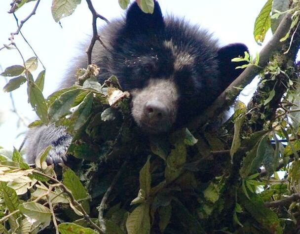 rs4817_spectacled_bear_2007_fundacion_ecominga_candelaria_reserve_c_lou_jost.jpg