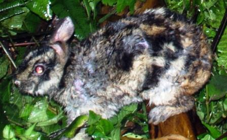 Annamite Striped Rabbit