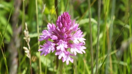 Pyramidal Orchid.