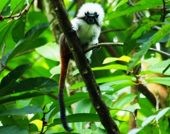 Cotton-top Tamarin