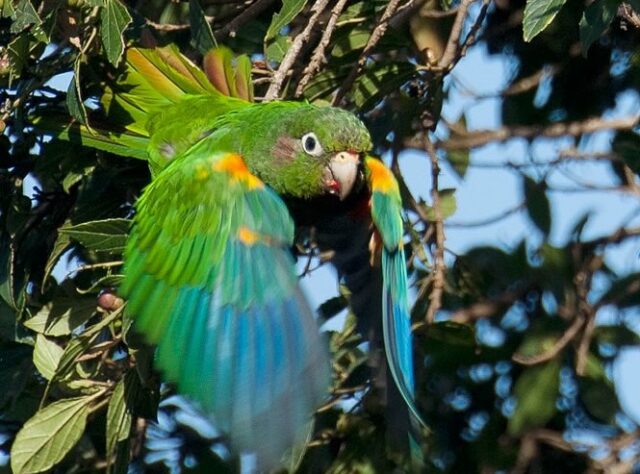 Santa Marta Parakeet