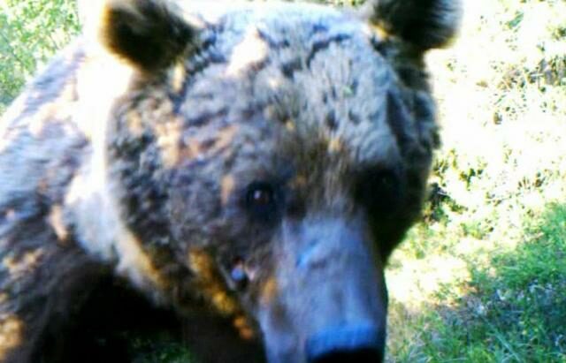 Syrian Brown Bear.