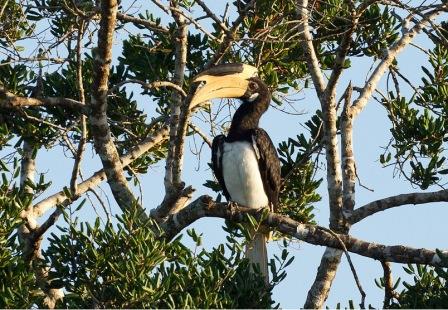 Malabar Pied Hornbill.