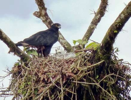 Black-and-chestnut Eagle and chick.