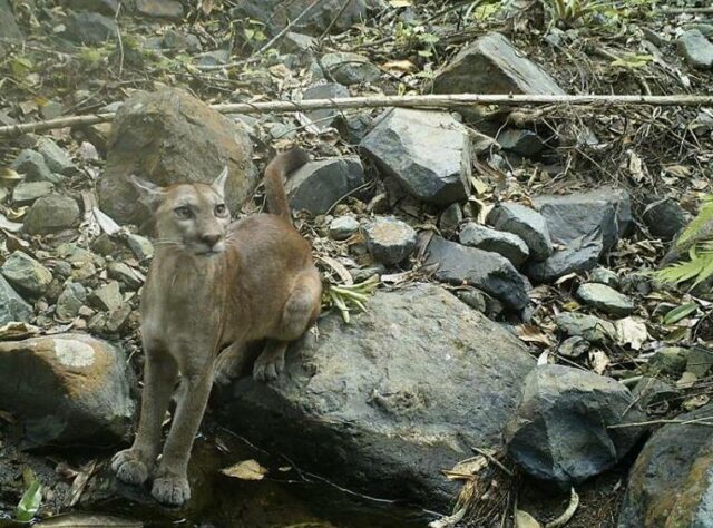 Puma resting on a rock.