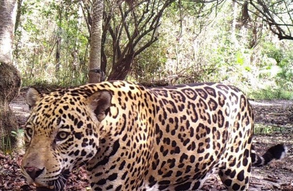 Jaguar at Three Giants.