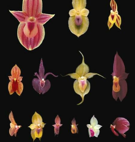 Images of orchids.