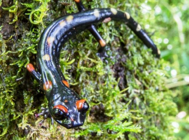 Long-limbed Salamander.
