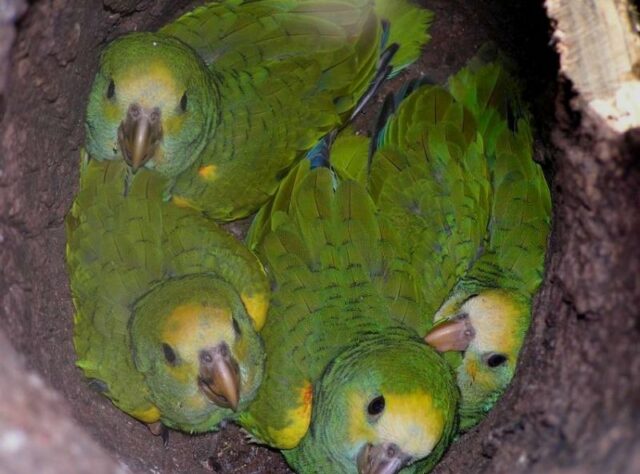 Yellow-shouldered parrot chicks.